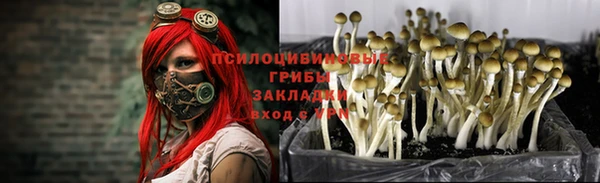 гашик Дмитровск